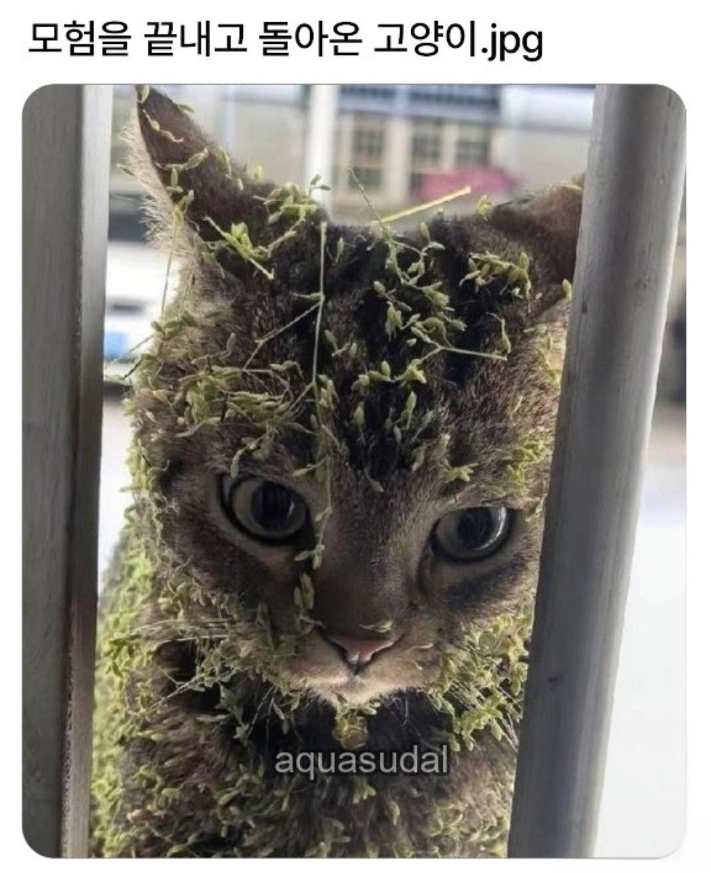 게시물 이미지