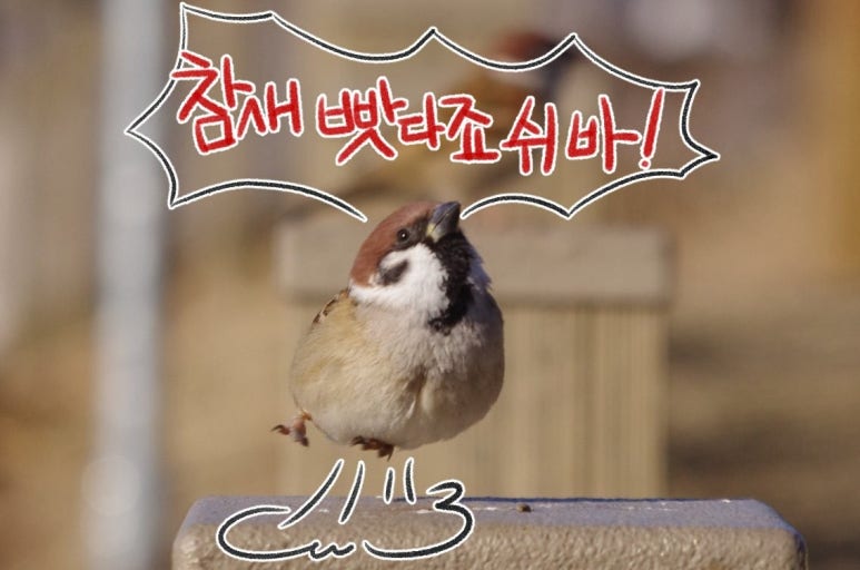 게시물 이미지